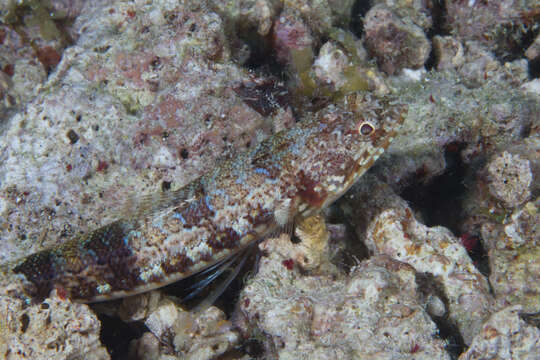 Image of Two-spot lizard fish