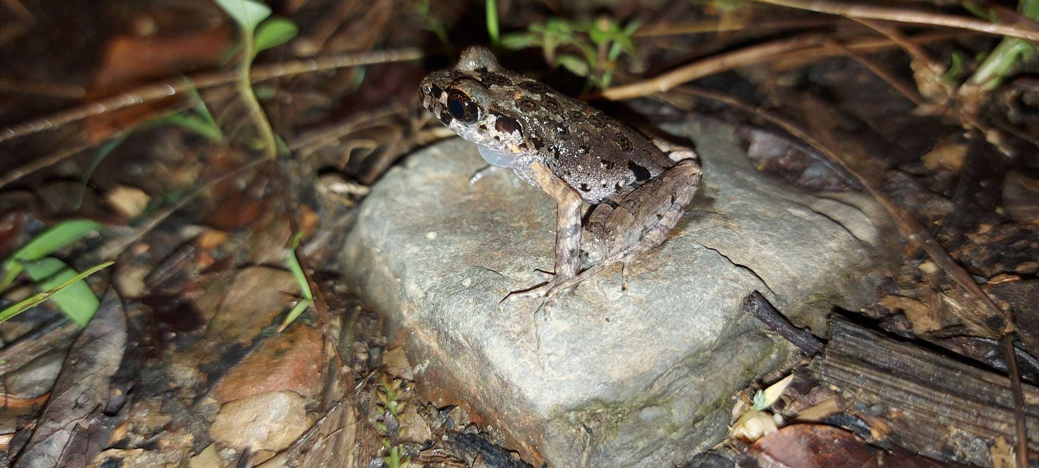 Image de Leptobrachella fritinniens (Dehling & Matsui 2013)