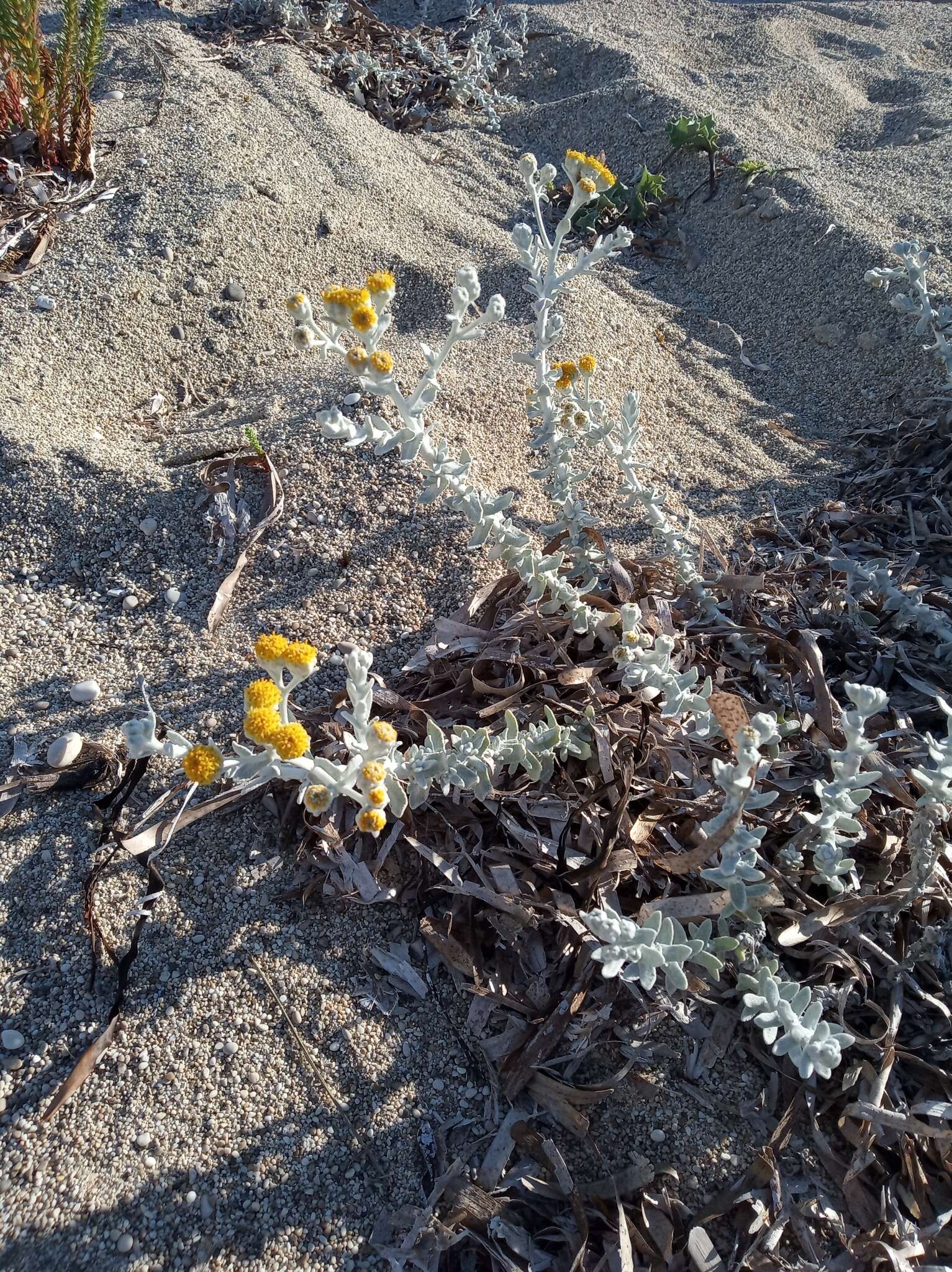 Image of Otanthus maritimus subsp. maritimus