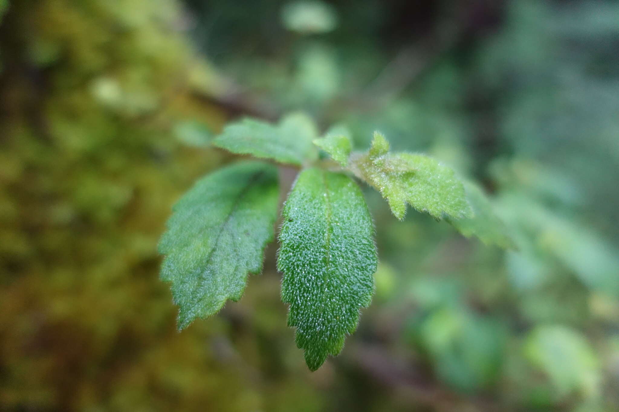 Imagem de Fieldia australis A. Cunn.