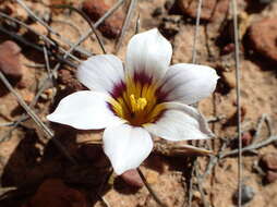 Image of Romulea hallii M. P. de Vos