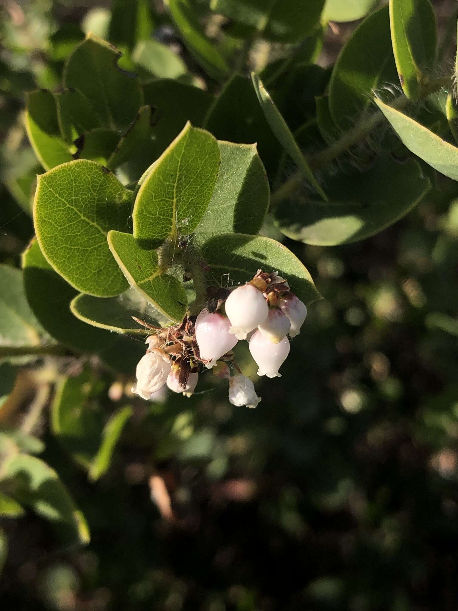 Image of Arctostaphylos purissima subsp. purissima