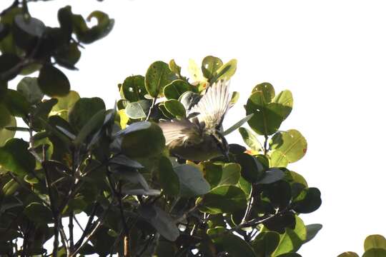 Image of Mountain Leaf Warbler