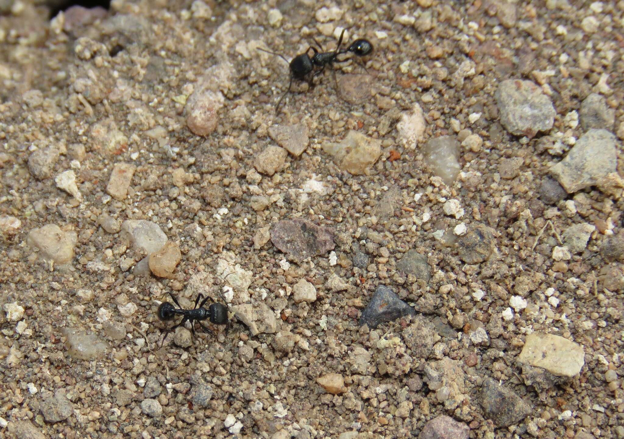 Image of Pogonomyrmex brevibarbis Emery 1906