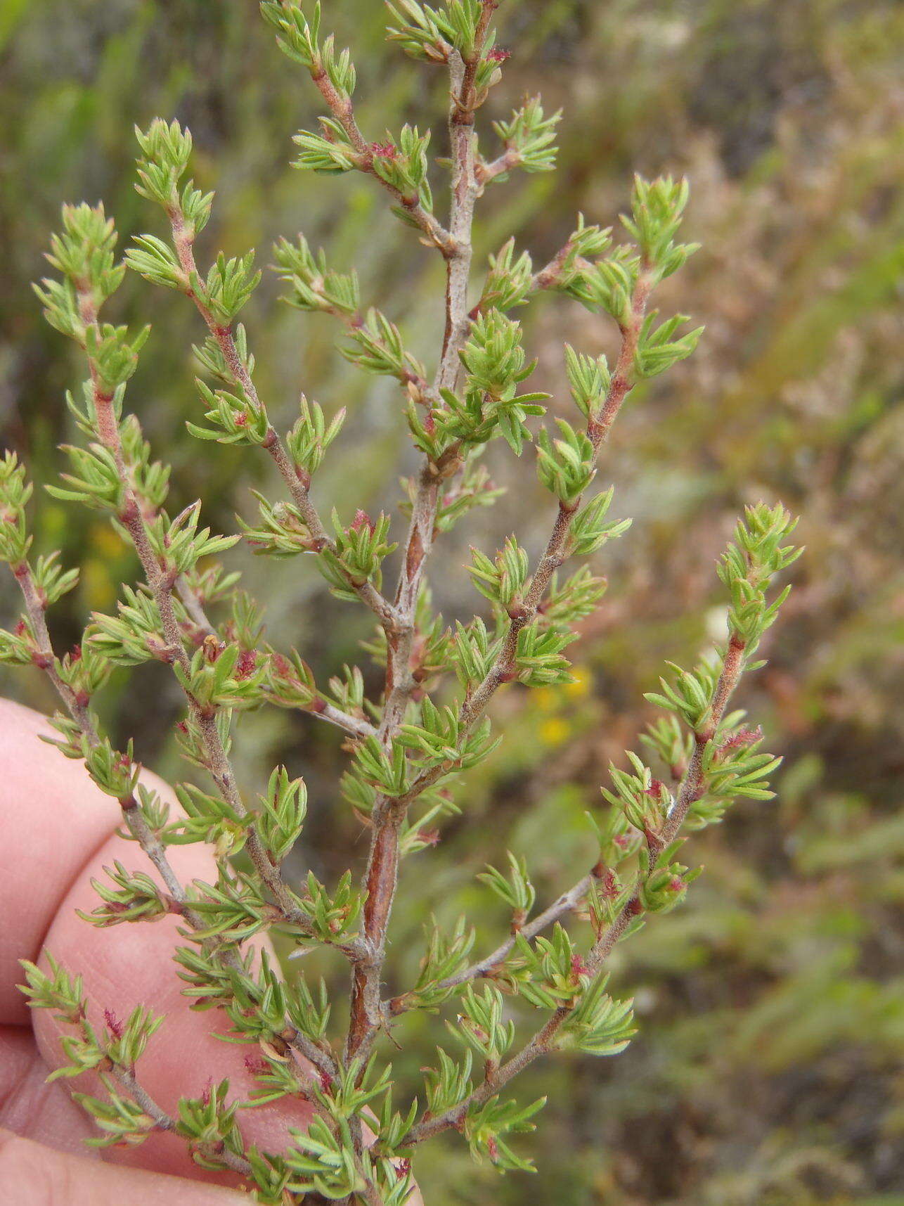 Image of Cliffortia arcuata Weim.