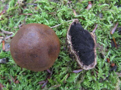 Image of Elaphomyces americanus Castellano 2017