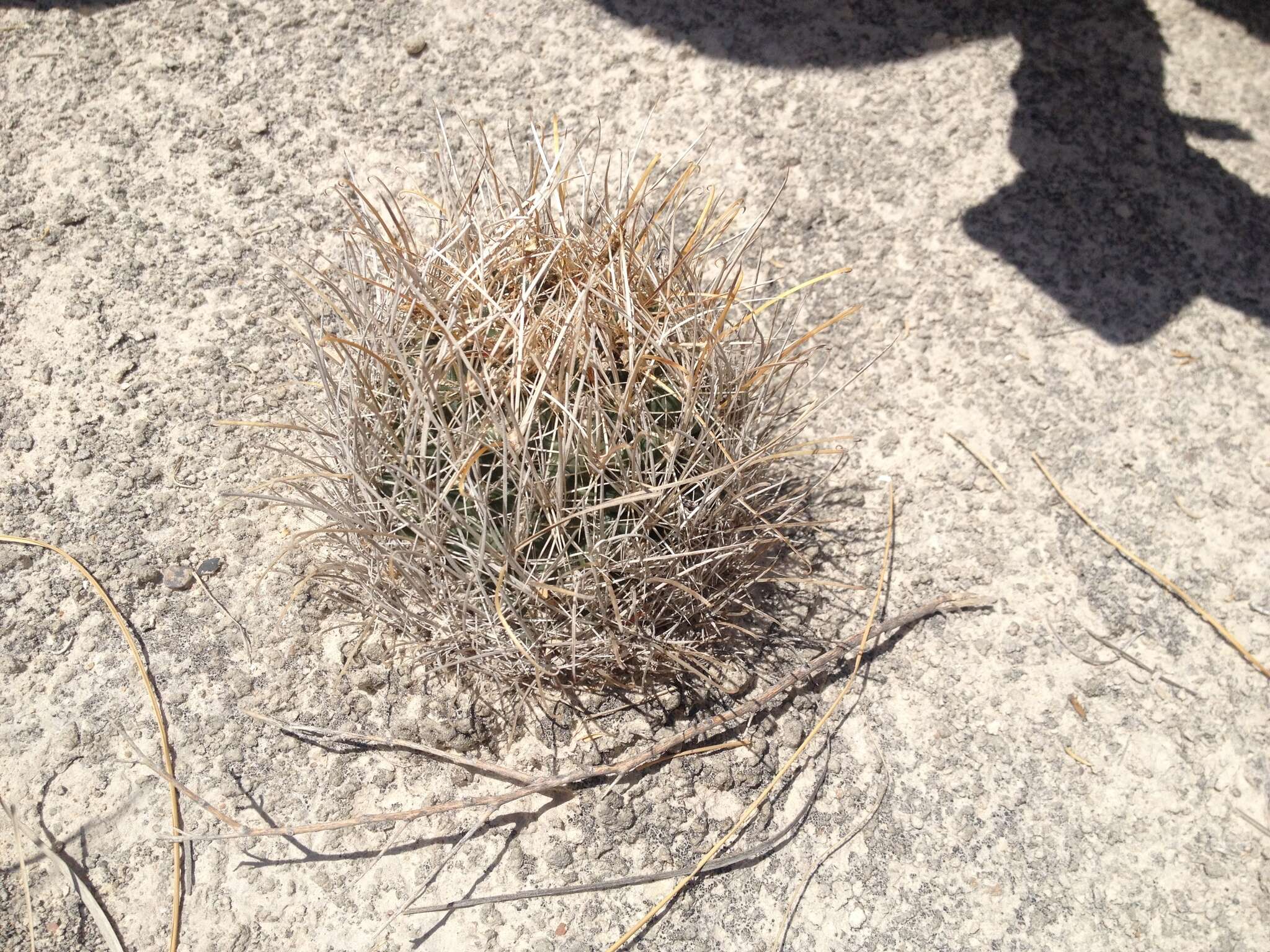 Image of Ancistrocactus pinkavanus