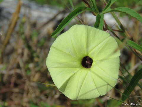 Image of <i>Ipomoea longeramosa</i>