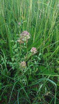 Image of Sanguisorba minor subsp. minor