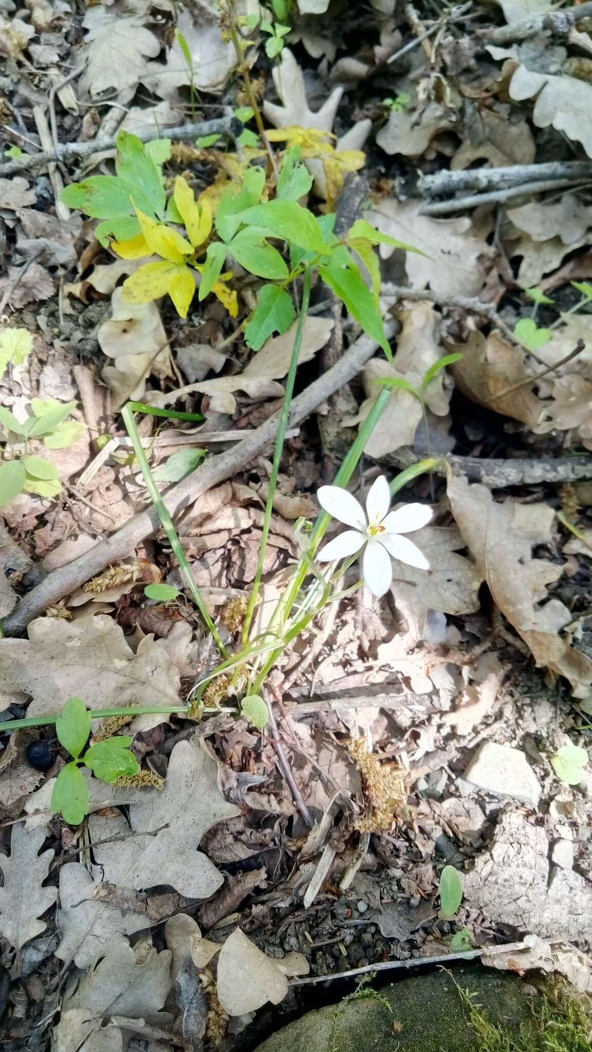 Image of Ornithogalum woronowii Krasch.