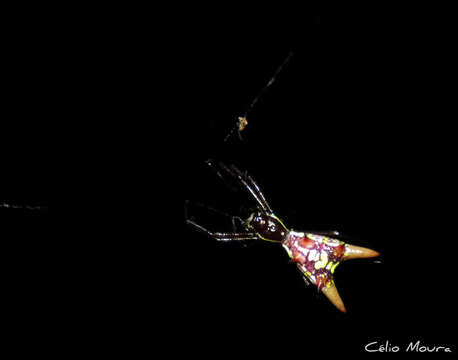 Image of Micrathena spinosa (Linnaeus 1758)