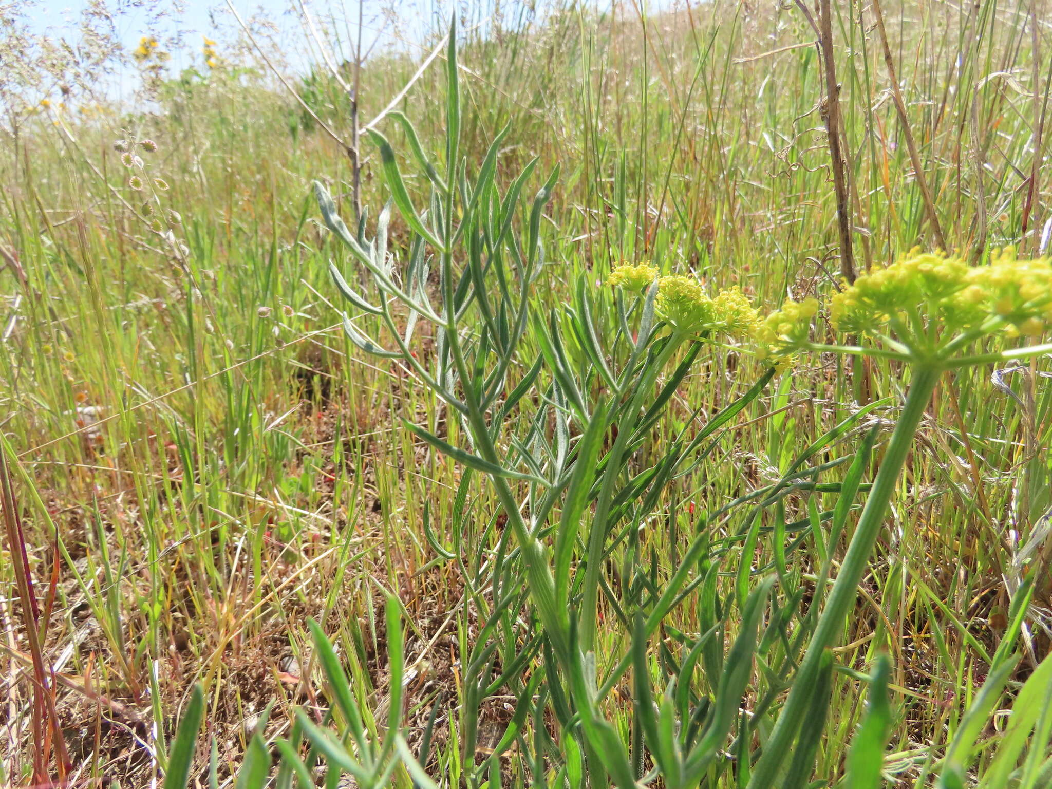 Imagem de Lomatium triternatum var. brevifolium (Coult. & Rose) Mathias