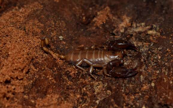 Euscorpius lesbiacus Tropea, Fet, Parmakelis, Kotsakiozi, Stathi & Zafeiriou 2020 resmi