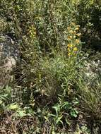 Image of Solidago simplex var. racemosa (E. Greene) G. S. Ringius