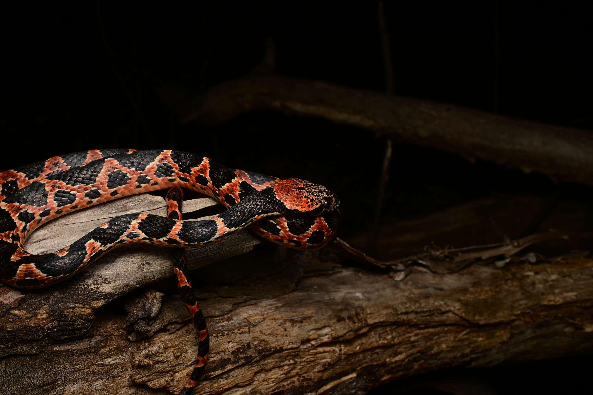 Image of Uribe's False Cat-eyed Snake