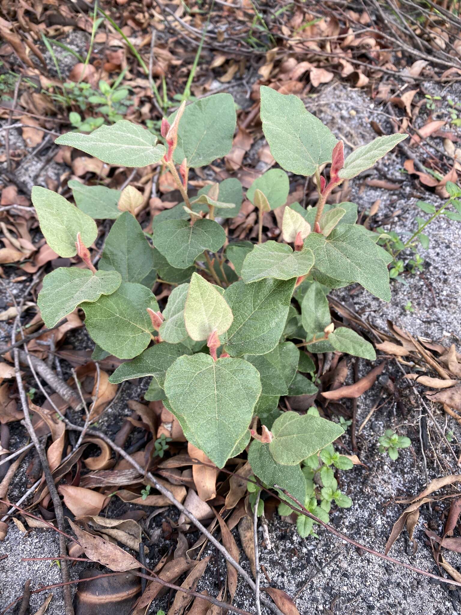 Image of Lasiopetalum macrophyllum R. Grah.