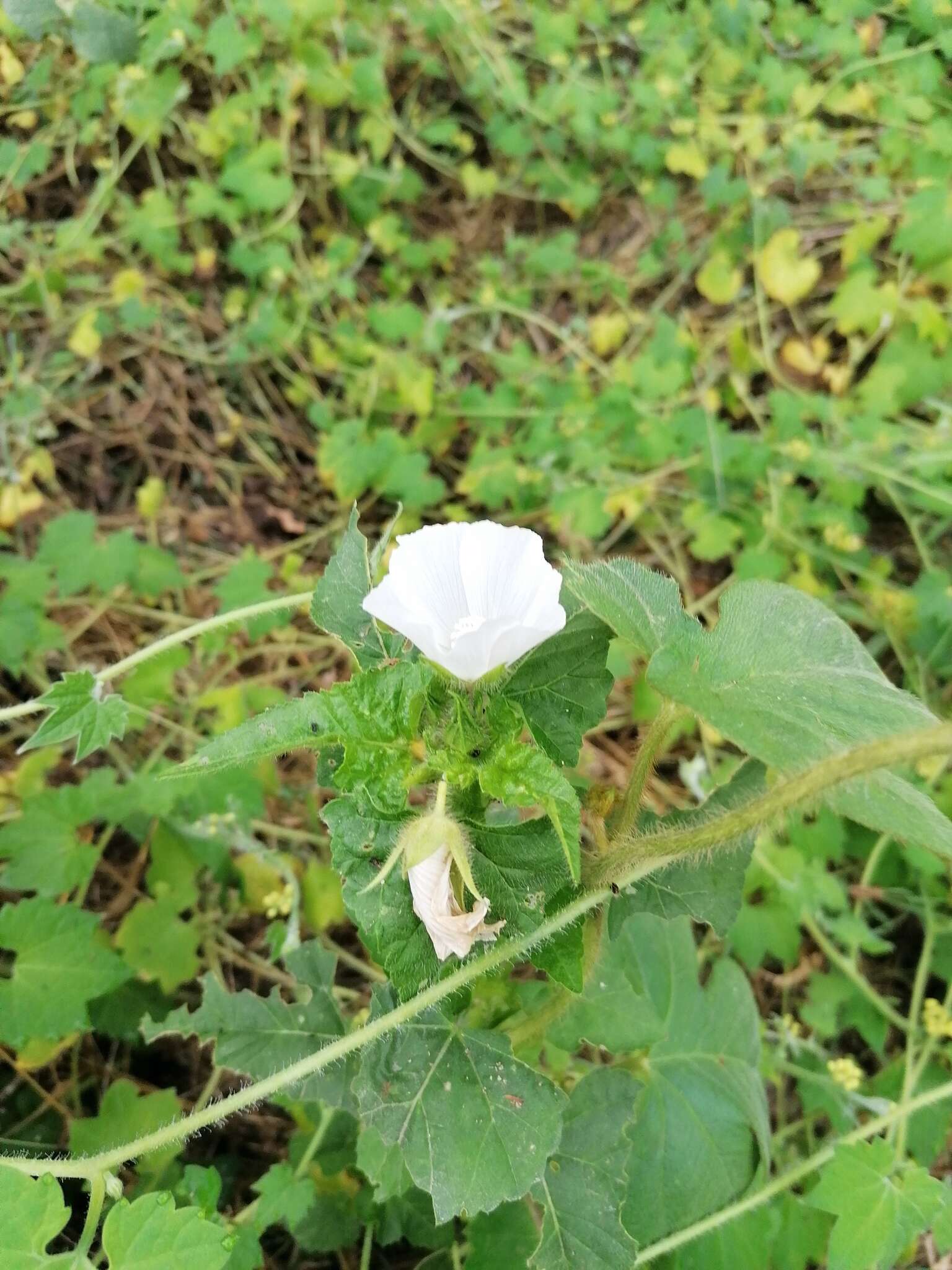 Image of Anoda albiflora P. A. Fryxell