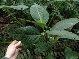 Image of Solanum anceps Ruiz & Pav.