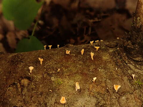 Image of Lachnellula agassizii (Berk. & M. A. Curtis) Dennis 1962