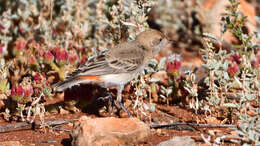 Image of Crimson Chat