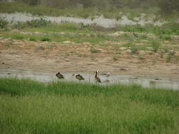 Image of White-faced Whistling Duck