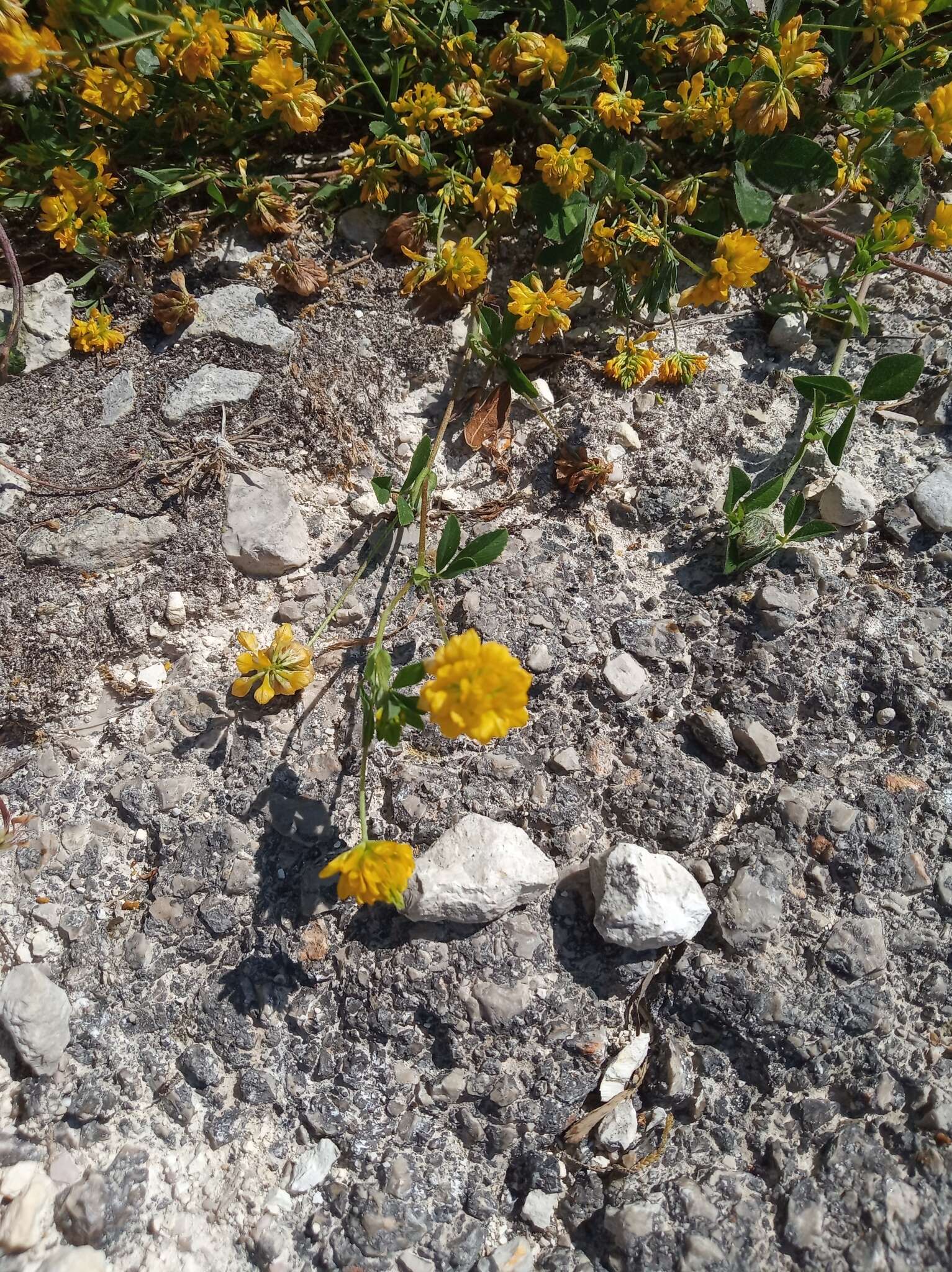 Imagem de Trifolium patens Schreb.