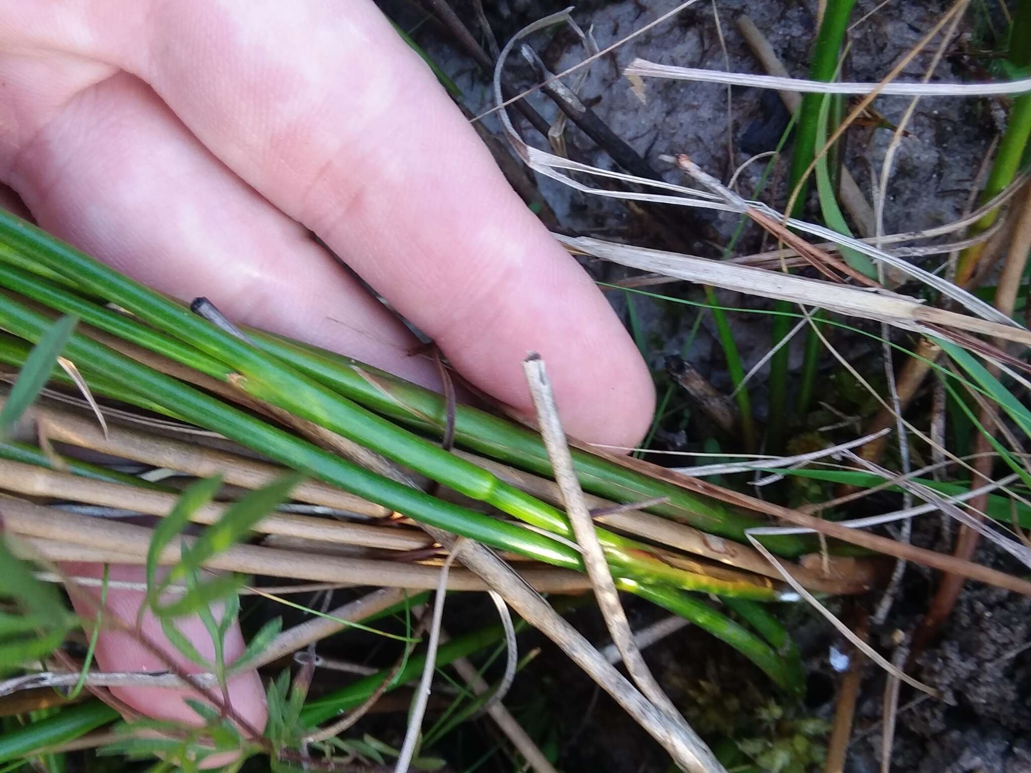 Imagem de Juncus trigonocarpus Steud.