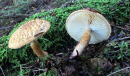 Image of Leucopholiota