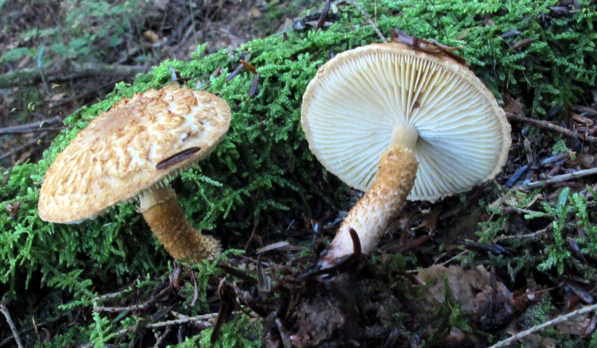 Image of Leucopholiota