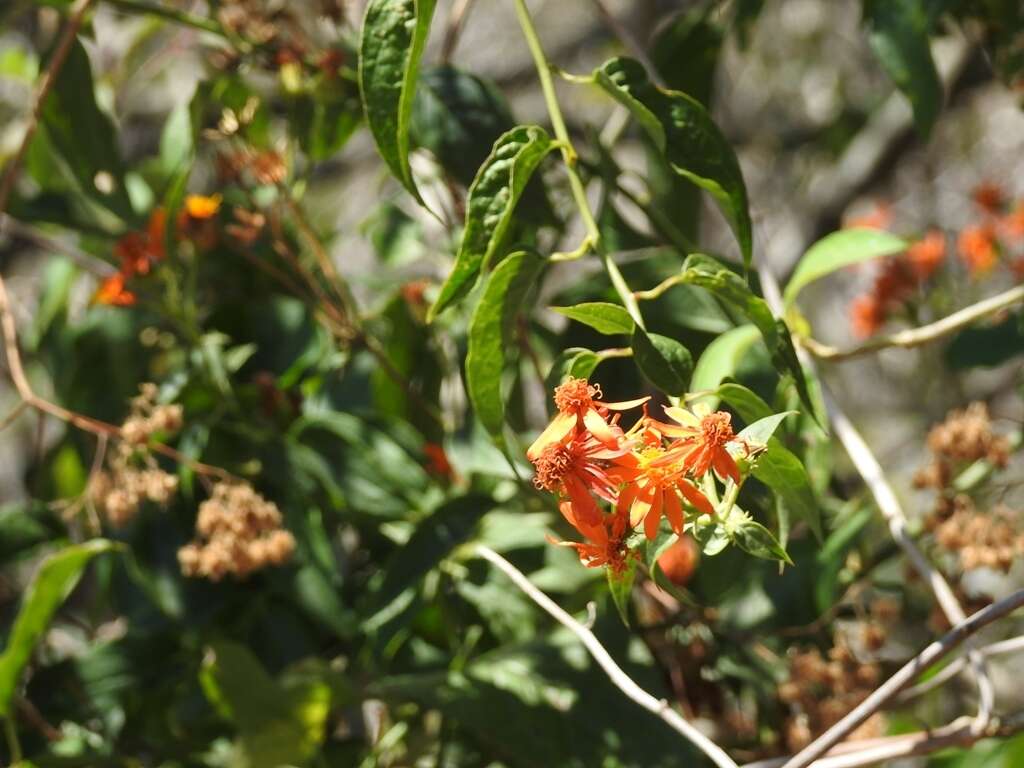 Image de Pseudogynoxys haenkei (DC.) Cabrera