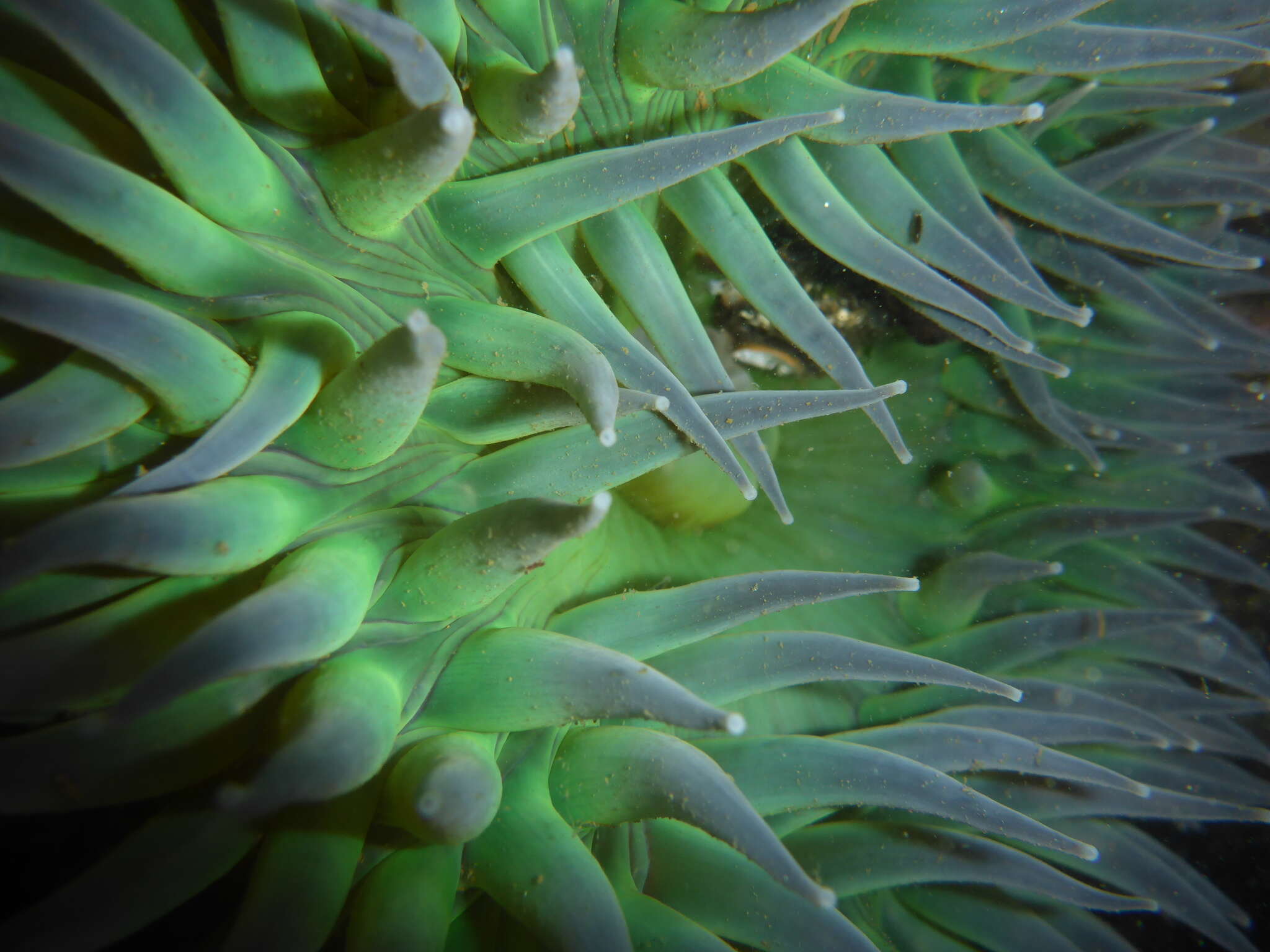 Image of giant green anemone