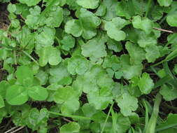 Image of Hydrocotyle ramiflora Maxim.