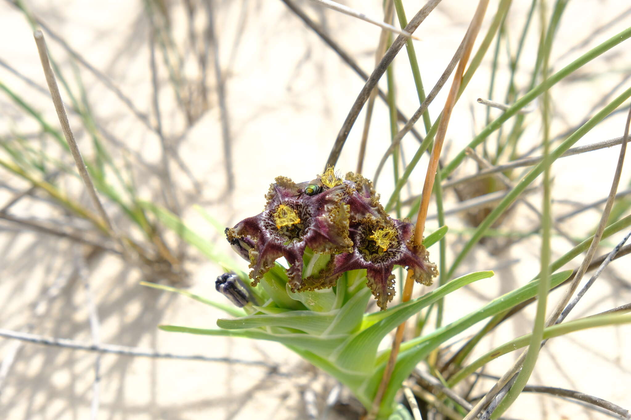 Image of Ferraria foliosa G. J. Lewis