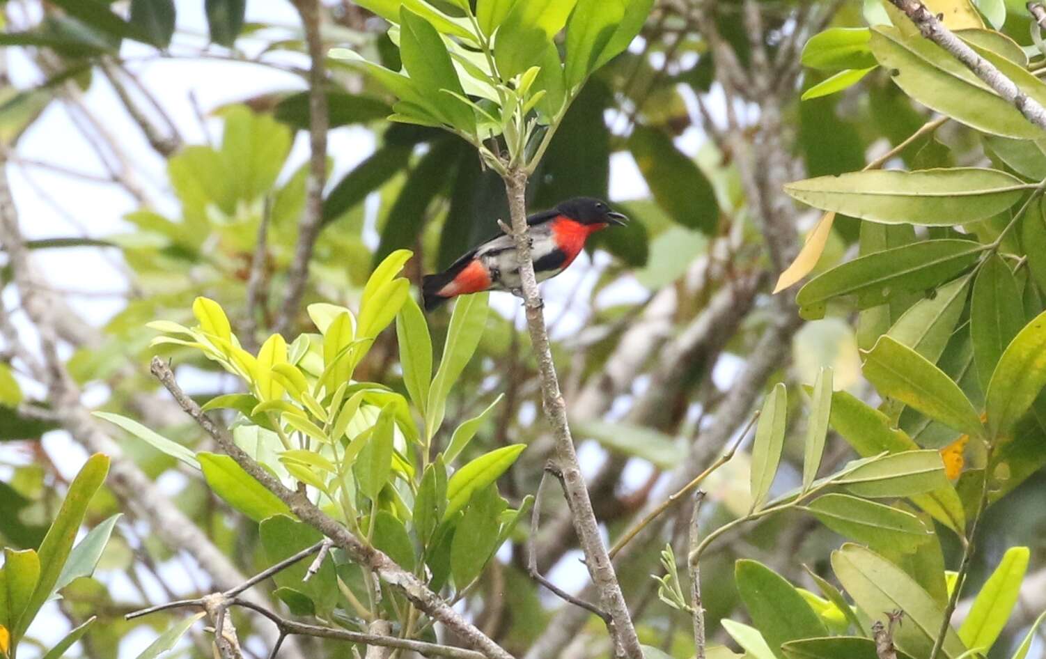 Image of Mistletoebird