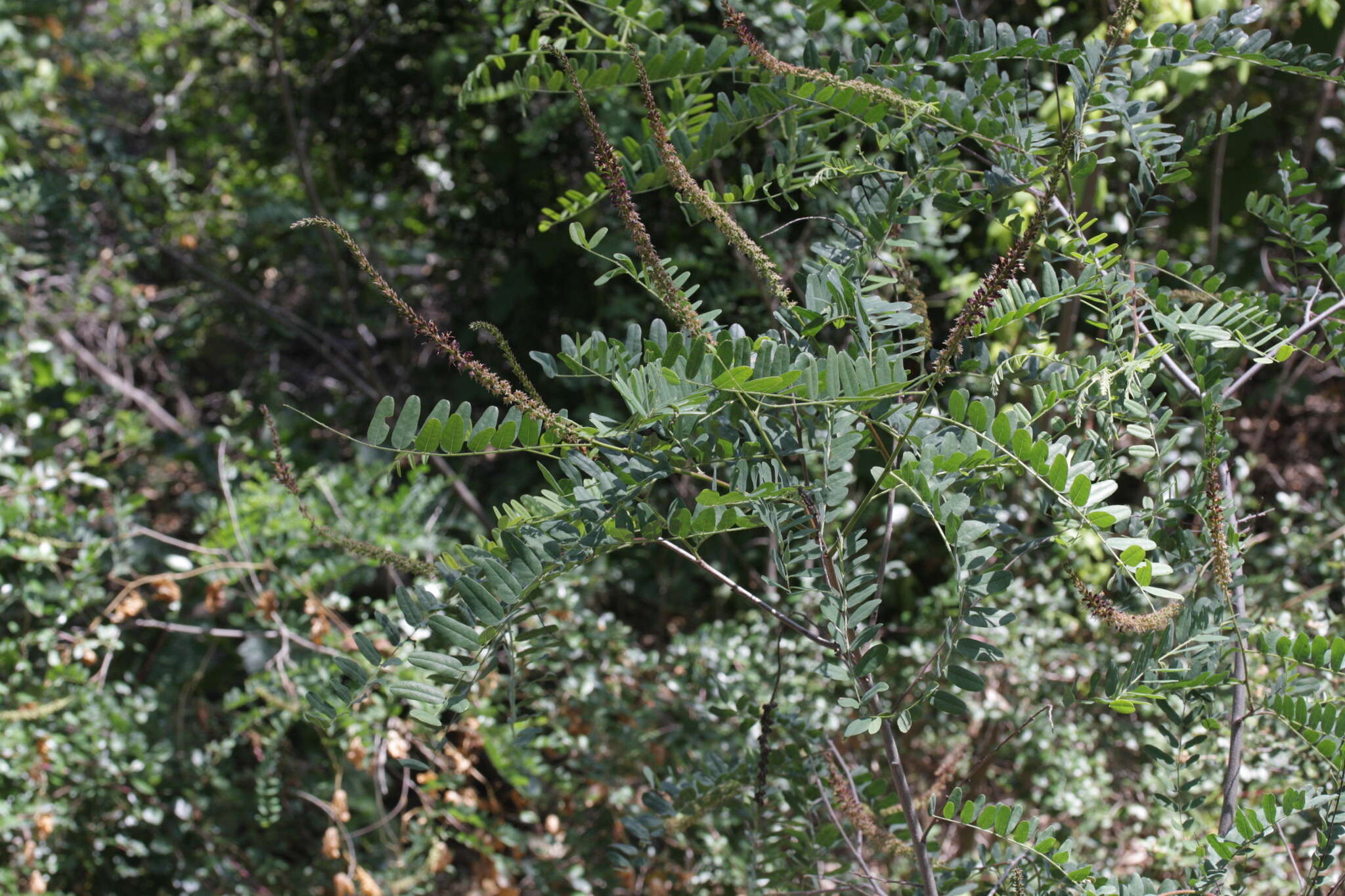 Image of California Indigobush