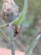 Centaurea jacea subsp. substituta (Czer.) A. D. Mikheev的圖片