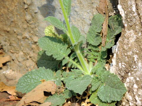 Image of Verbascum coromandelianum (Vahl) Huber-Morath