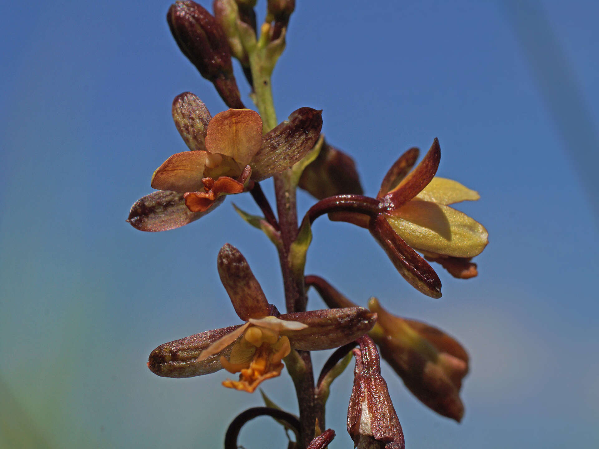 Image de Eulophia tenella Rchb. fil.