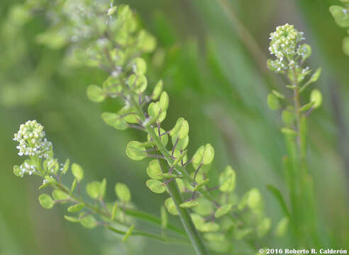 Image de Lepidium austrinum Small