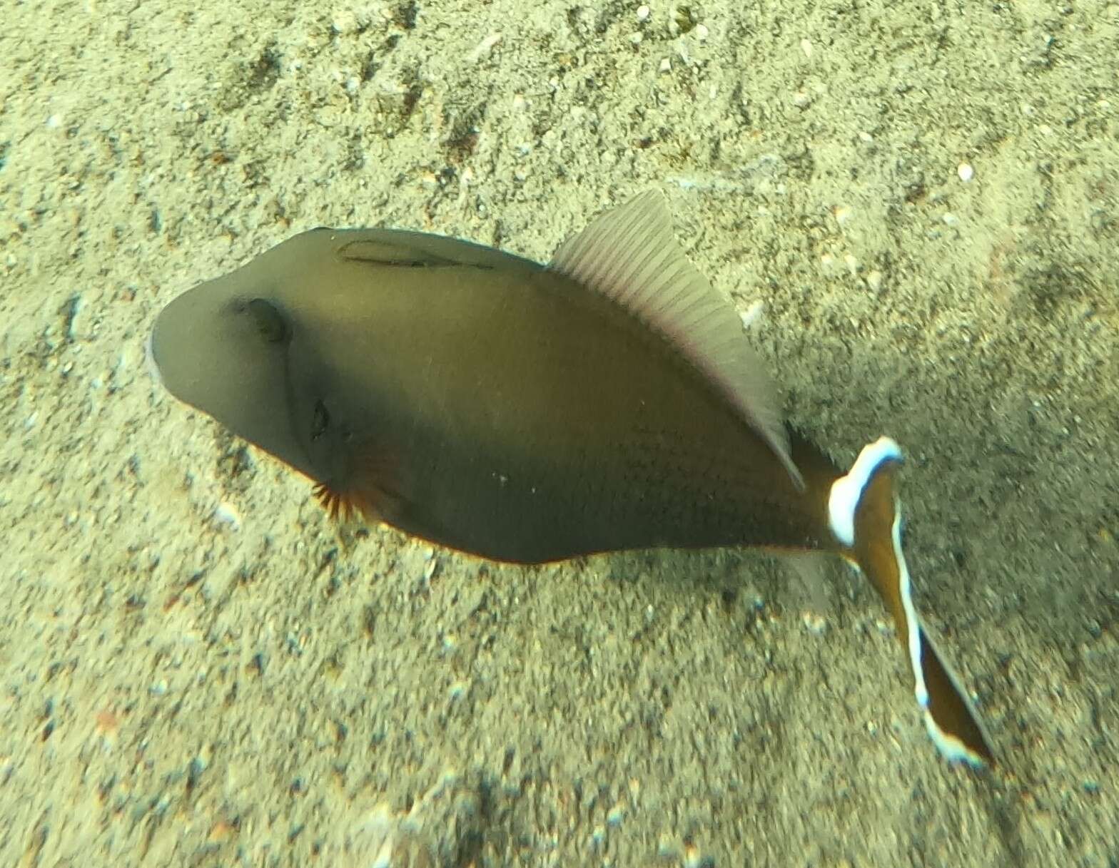 Image of Bluethroat triggerfish