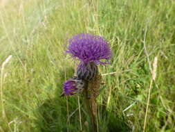 Plancia ëd Serratula coronata L.