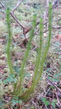 Image of Miyoshi's clubmoss