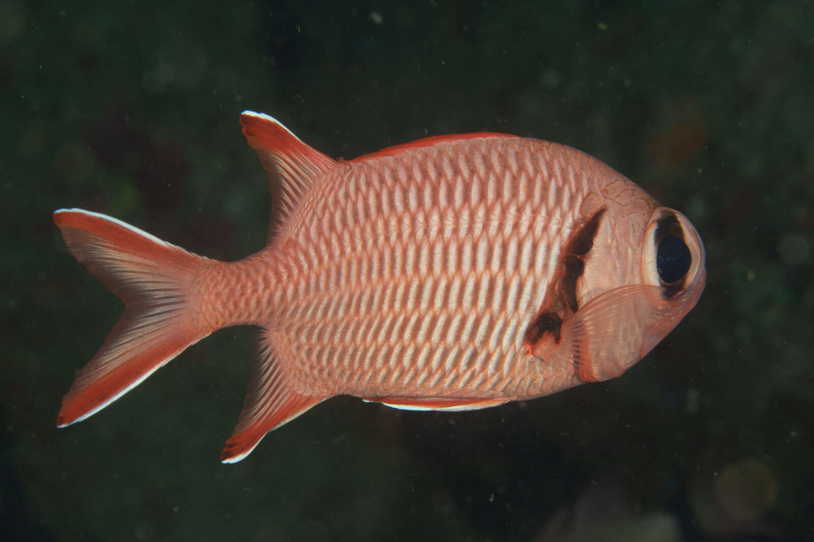 Image of Big-eye Soldierfish