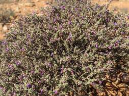 Imagem de Eremophila rotundifolia F. Muell.