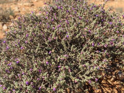 Image de Eremophila rotundifolia F. Muell.