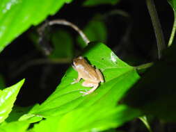 Image of Koadaikanal Bush Frog