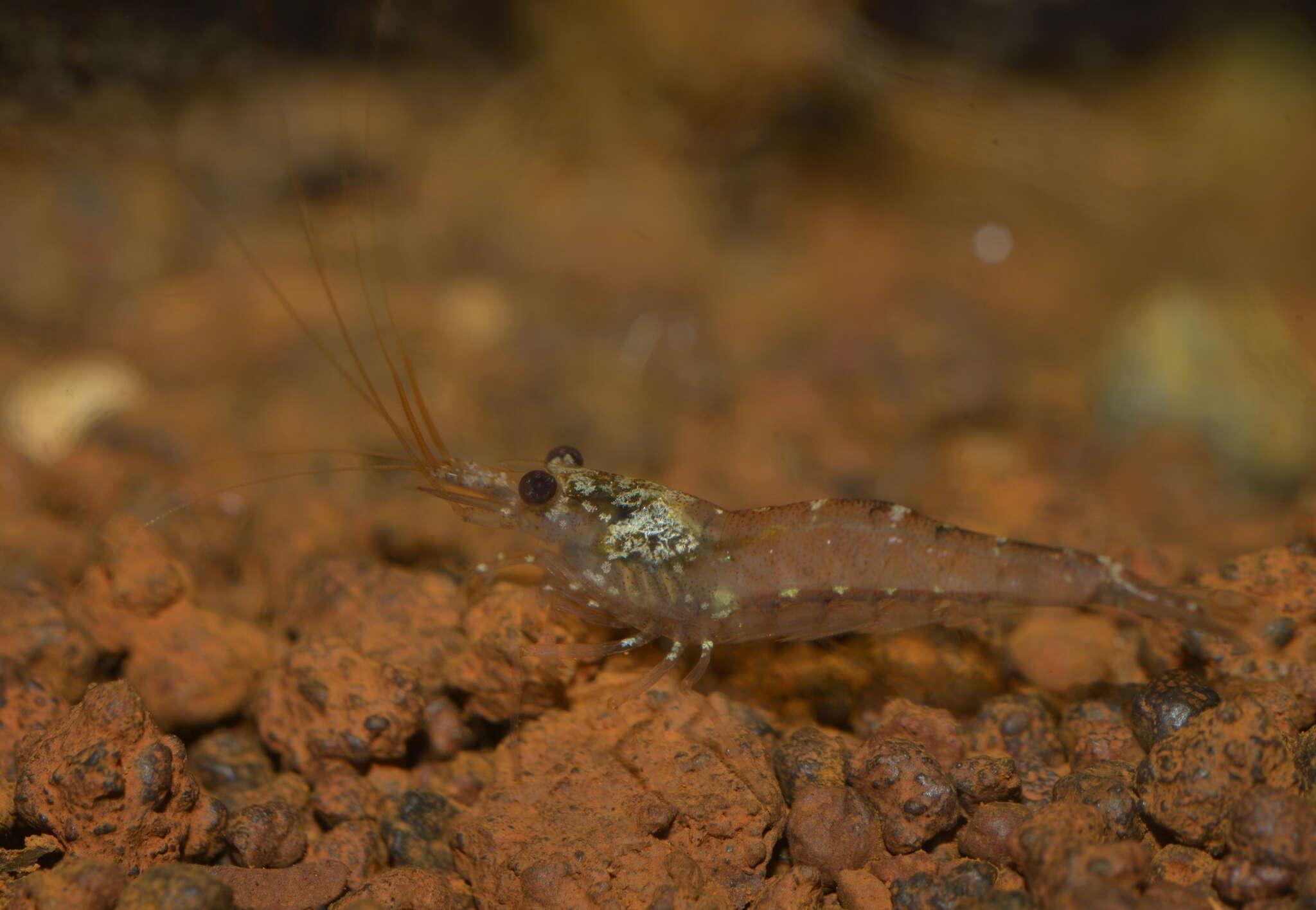 Image of <i>Paratya caledonica</i>