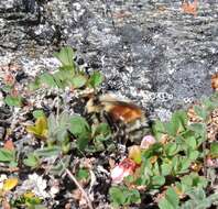 Image de Bombus sylvicola Kirby 1837