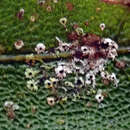 Image of Strigula nemathora Mont.