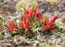 Image of Castilleja pumila (Benth.) Weddell